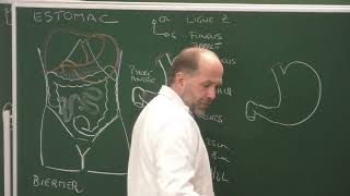 Abdomen et pelvis 7  Anatomie de lestomac [upl. by Laddy]