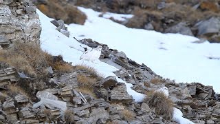 Rock Ptarmigan  Lagopède alpin [upl. by Winonah692]