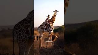 Female Giraffe is very Intelligent । shorts animals giraffe [upl. by Knowlton]