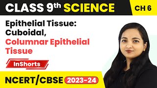 Epithelial Tissue Cuboidal Columnar Epithelial Tissue  Class 9 Biology Chapter 6  Tissues [upl. by Shamrao]