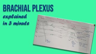 Brachial Plexus explained in 3 minutes [upl. by Ripleigh]