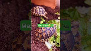 My tortoises have a problem when seeing me 🥹 animallover tortoise shorts [upl. by Michaelina996]