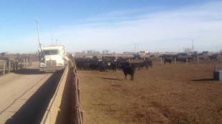 Cattle Feeding Video [upl. by Noffihc988]