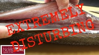 WARNING TAPEWORM PARASITE SUSHI Would You Eat This Fish [upl. by Charita349]