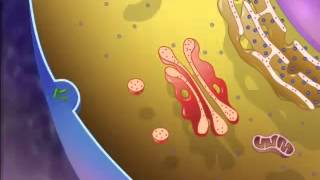 The Structure amp Function of Lysosomes  A Level Biology [upl. by Lexa]