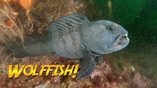 Diver Handfeeds a Wolffish [upl. by Lyford]