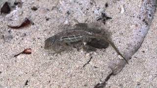 Egglaying brown anole Anolis sagrei Aruba [upl. by Beverley]