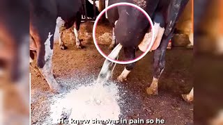 See how a veterinarian drains a purulent abscess [upl. by Eanyl]