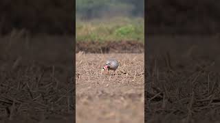 VIP Guest from Mongolia bandedbirds bandedgeese barheadedgoose shorts [upl. by Varrian313]