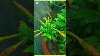 How to care Allamanda draft plant  Allamanda bush flower plant  plantinfo [upl. by Acinorahs]