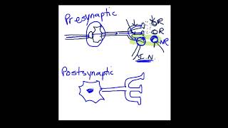 Presynaptic vs Postsynaptic Inhibition [upl. by Bolton]