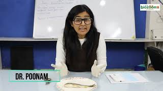 Live Dissection of Rohu Labeo Rohita External amp Internal Section Dr Poonam Biozooms Classes [upl. by Ziom]