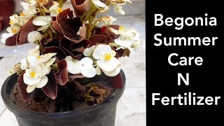 Begonia plant care n fertilizer Wax begonia summer care [upl. by Irrej363]