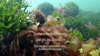 Diving in the Netherlands Grevelingenmeer the largest salt water lake in Western Europe [upl. by Ydniw]