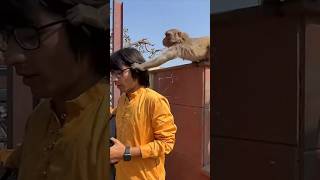 Monkey Chasma Legya 😲 Vrindavan Meinshorts [upl. by Cerelia]