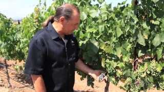 SoCal Wine TV Presents Doffo Vineyard amp Winery Temecula Valley CA [upl. by Nosyrb]