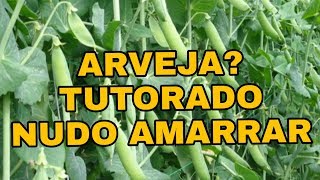 COMO HACER UN NUDO PARA AMARRAR Y HACER EL TUTORADO DE LA ARVEJA [upl. by Cherilyn15]