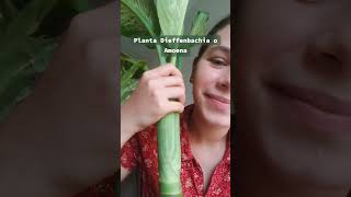 Enraizando planta Dieffenbachia o Amoena jardin virals viralpost dieffenbachia amoena [upl. by Adnahsal794]