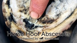 Horse Hoof Abscesses [upl. by Eckhardt]