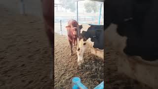 Pinda wale jattShort  Shorts Short video  Viral Short Chaudhary dairy form [upl. by Audly]