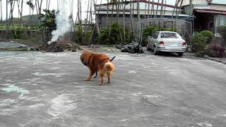 西藏獒犬Tibetan MastiffVS台灣土狗Formosan Dog [upl. by Ellirpa]