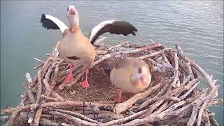 Egyptian Geese tidy up the nest amp complain at unseen annoyance  ©ROP Manton Bay [upl. by Beaulieu]