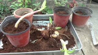 How to Grow Lilies in Pots  Lily Bulbs  Lilium Bulbs Planting  November2016 Urduhindi [upl. by Juanita]