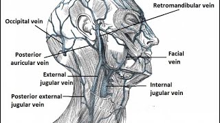 Venous drainage part1 داحمد البكوش [upl. by Neural]