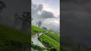 Vagamon tea estate [upl. by Ainevul436]