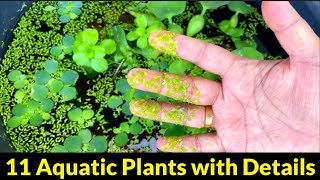 11 Easily Available Aquatic Plants for Fish Pond and Tank  Aquarium Plants Benefits  River Plants [upl. by Gable85]