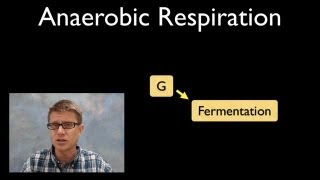 Anaerobic Respiration [upl. by Favien221]