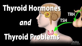 Thyroid Gland Hormones and Thyroid Problems Animation [upl. by Justicz603]