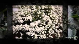 Olearia  garden plants [upl. by Alf]