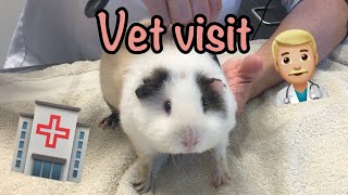 Guinea pig vet visit  What to expect  Exotic vet [upl. by Annohsed]