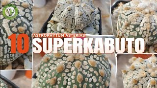 10 Astrophytum Asterias Superkabuto [upl. by Etka558]