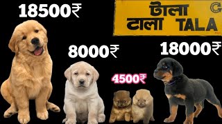 Galiff Street Dog Market  Kolkata Dog Market 2024 Updates  galiffstreetpetmarket dogpuppyprice [upl. by Aivilo]