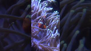 Anemones and Clownfish learn anemones clownfish aquaticlife dallasaquarium [upl. by Gleason]