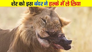 शेर को छेड़ने निकला यह ये बबून फिर जो इसके साथ हुआ Baboons Dying In a Lion Jaw [upl. by Tamarah472]