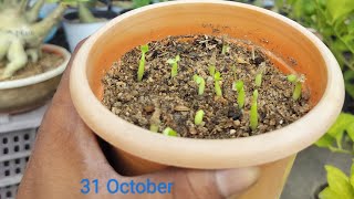 adenium seeds germination Desi methodeveryone gardening plants adeniumdesertrose [upl. by Fenn]