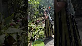 Guys നമ്മുടെ താമര വിശേഷം 🤨gardening flowers home garden youtube minivlog shortvideo shorts [upl. by Berthe]