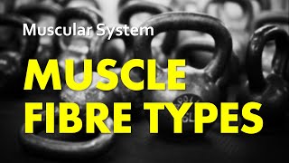 Muscle Fibre Types amp Hennemans Size Principle  Muscular System 05  Anatomy amp Physiology [upl. by Wan]