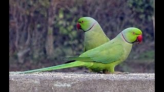 Playful Parakeets in Karanji Lake  Nature Park Mysore  Karanji Kere  Mysore Tourism [upl. by Iramohs]