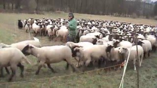 Wanderschäfer aus Leidenschaft Mit 600 Schafen durch Staufenberg [upl. by Massey]