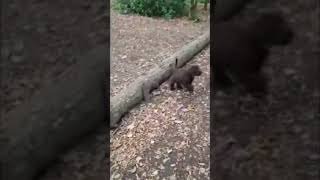 Woodland walking puppy cockerpoo short dogvlogger [upl. by Yewed679]