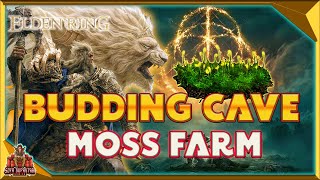 Elden Ring  How To Farm Budding Cave Moss  Best Location To Get It [upl. by Asiluy216]