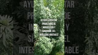 Ajenjo Todos sus Beneficios herbolaria plantasmedicinales bienestarnatural [upl. by Anujra]