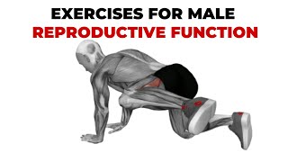 15 Minute Pelvic Floor Exercises For Male Pelvic Floor Muscles [upl. by Amity]