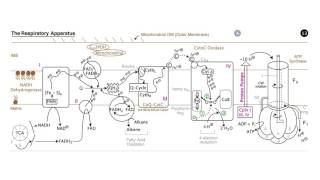 Respiration Electron Transport and Oxidative Phosphorylation [upl. by Lambard]