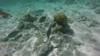 Snorkeling in the shallows of the Turks amp Caicos Islands [upl. by Brear]