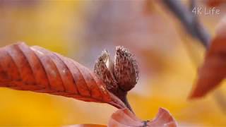 ブナ《秋》Japanese Beech《Autumn》［ 4K UHD ／ 植物 Plant ］ [upl. by Tamanaha]